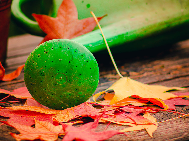 Particolare di annaffiatoio e foglie di acero in autunno, sul tavolo di legno